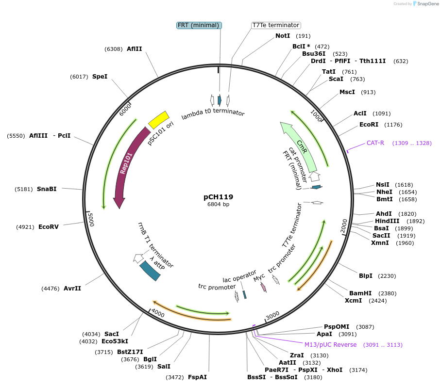 65954-plasmid-map-sequence-id-112126