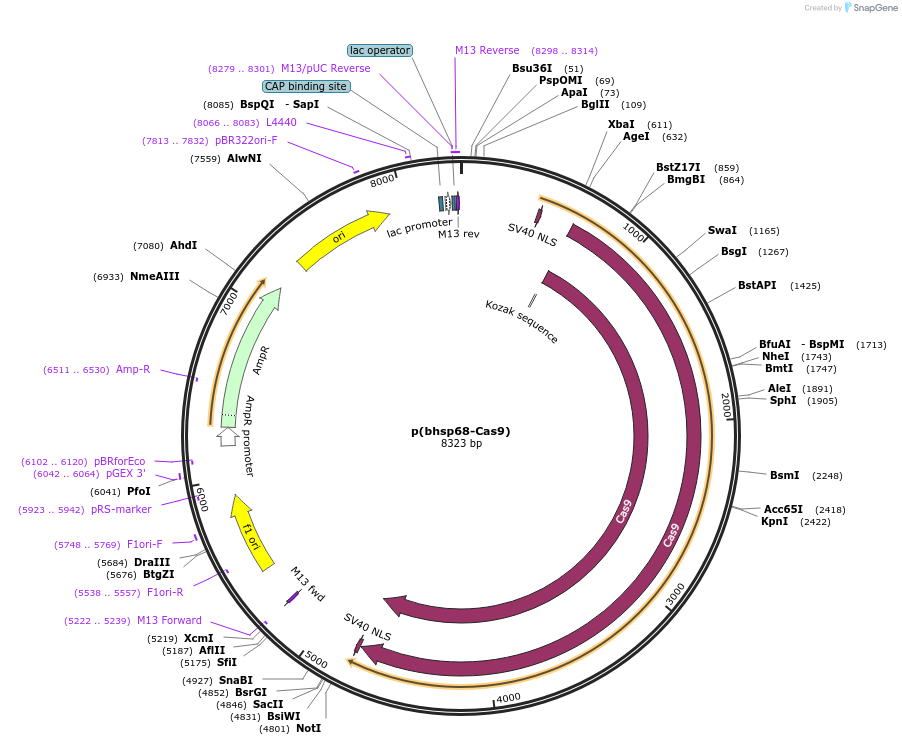 65959-plasmid-map-sequence-id-112127