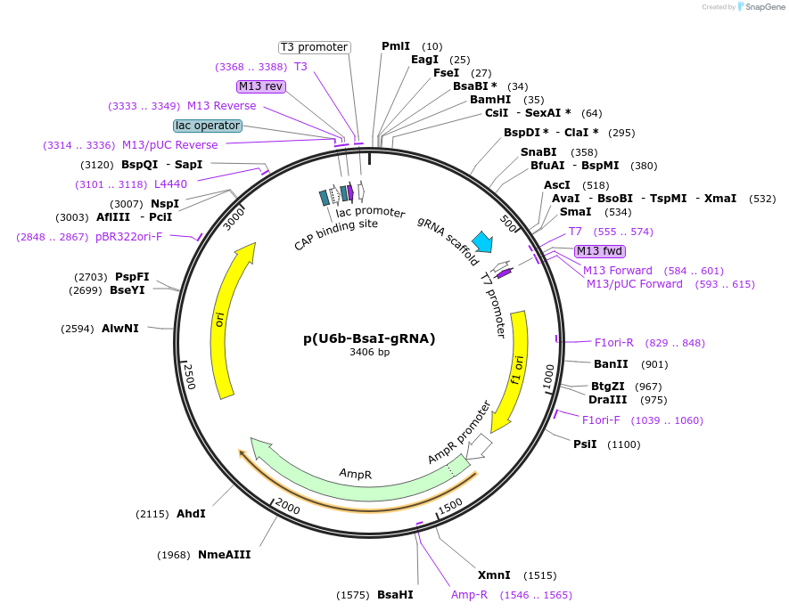 65956-plasmid-map-sequence-id-112129