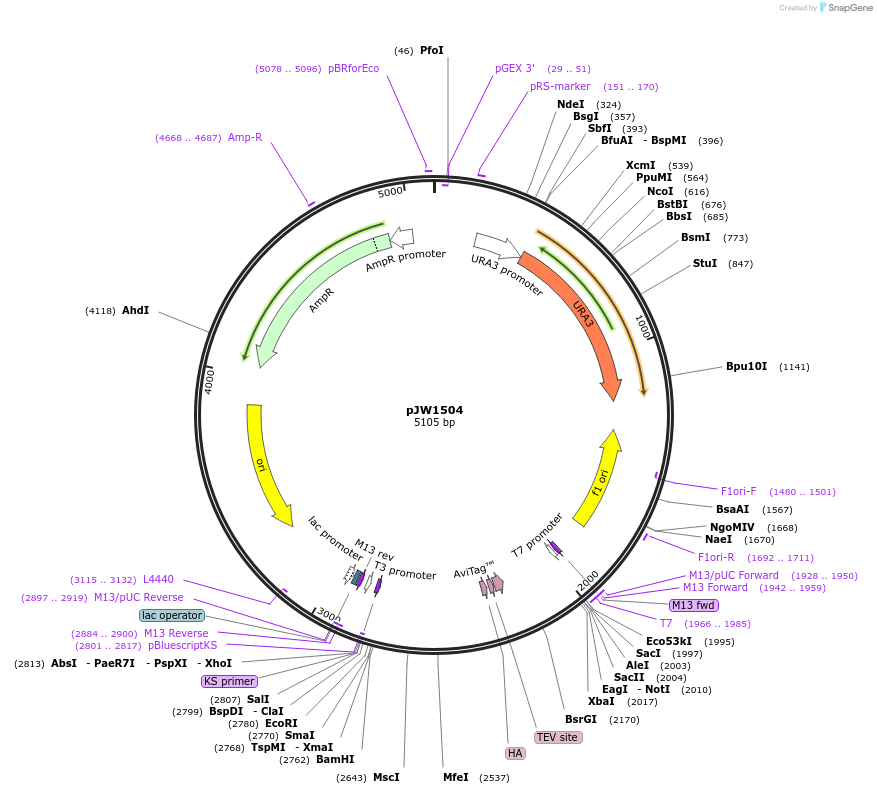 62358-plasmid-map-sequence-id-112194