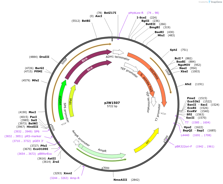 62361-plasmid-map-sequence-id-112196