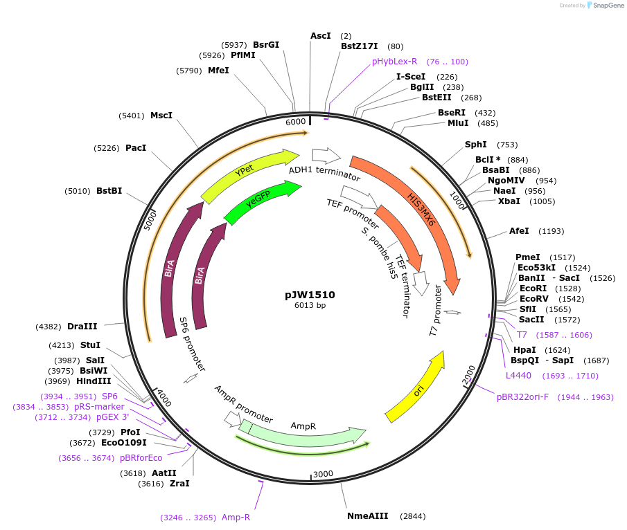 62364-plasmid-map-sequence-id-112201