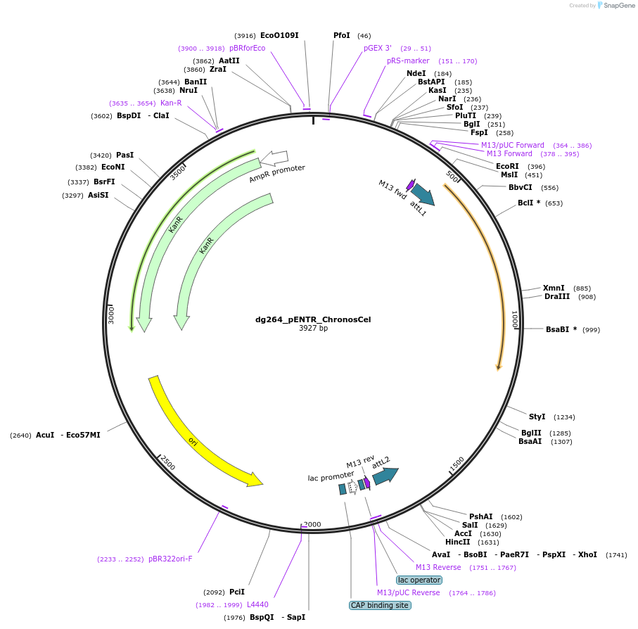 66102-plasmid-map-sequence-id-112398