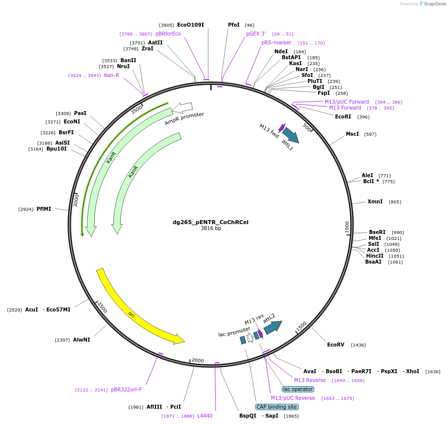 66103-plasmid-map-sequence-id-112399