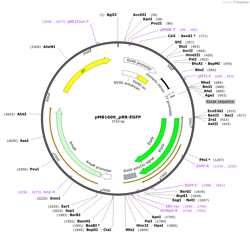 65852-plasmid-map-sequence-id-112403