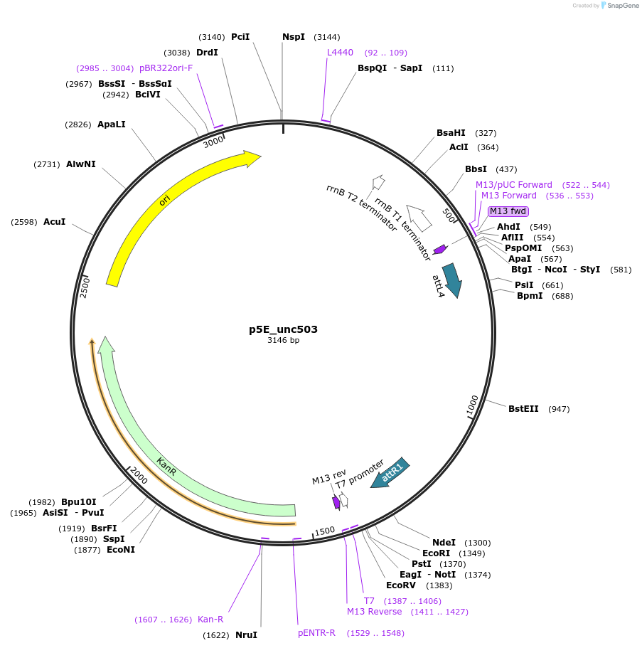 64020-plasmid-map-sequence-id-112472