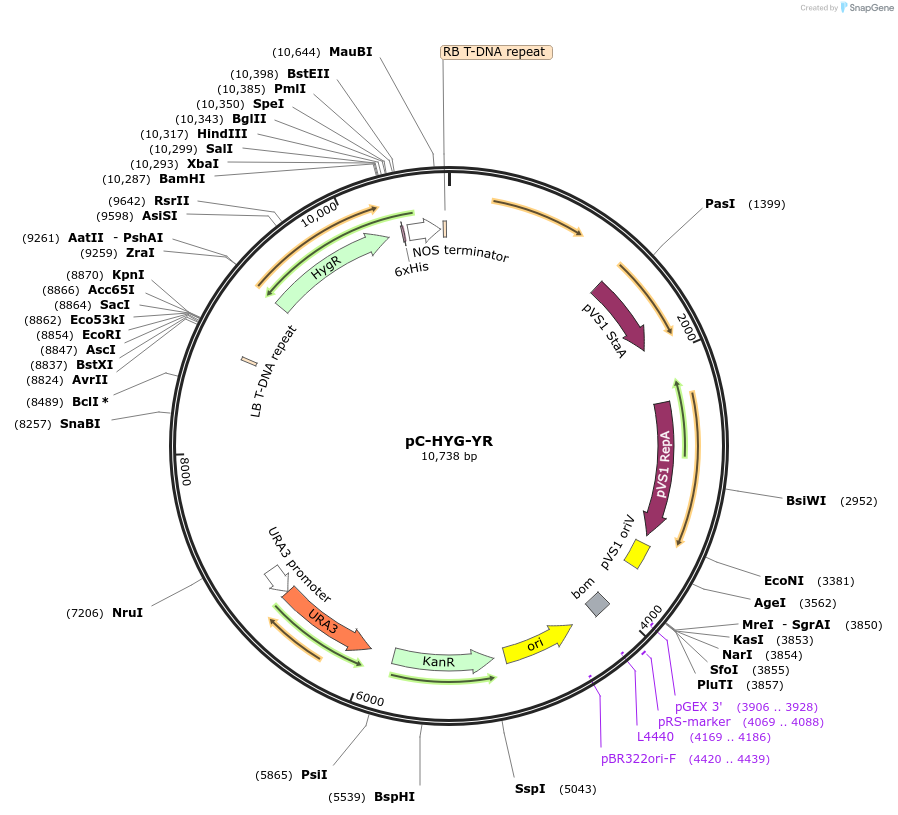 61765-plasmid-map-sequence-id-112551