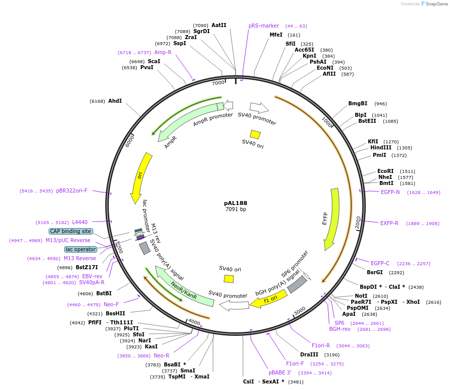 22277-plasmid-map-sequence-id-112565