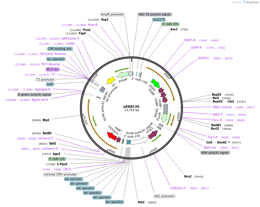 58284-plasmid-map-sequence-id-112594