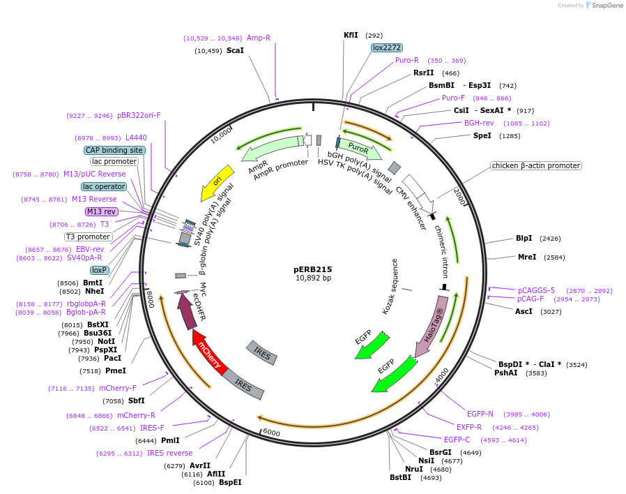 61499-plasmid-map-sequence-id-112595