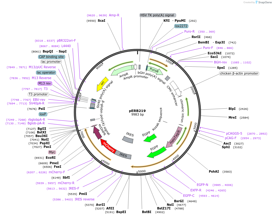 61501-plasmid-map-sequence-id-112596