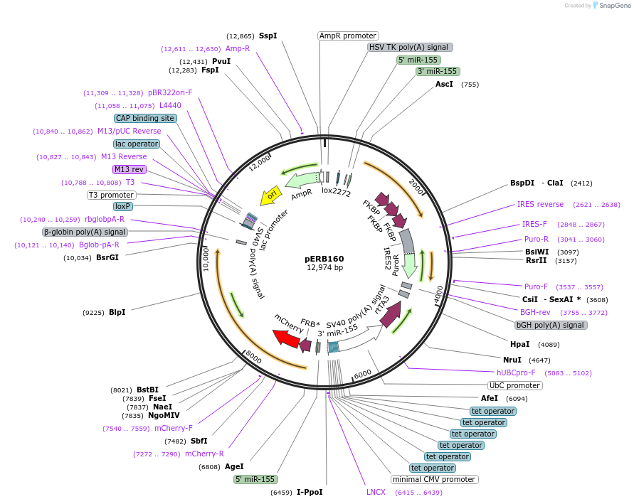 58285-plasmid-map-sequence-id-112600