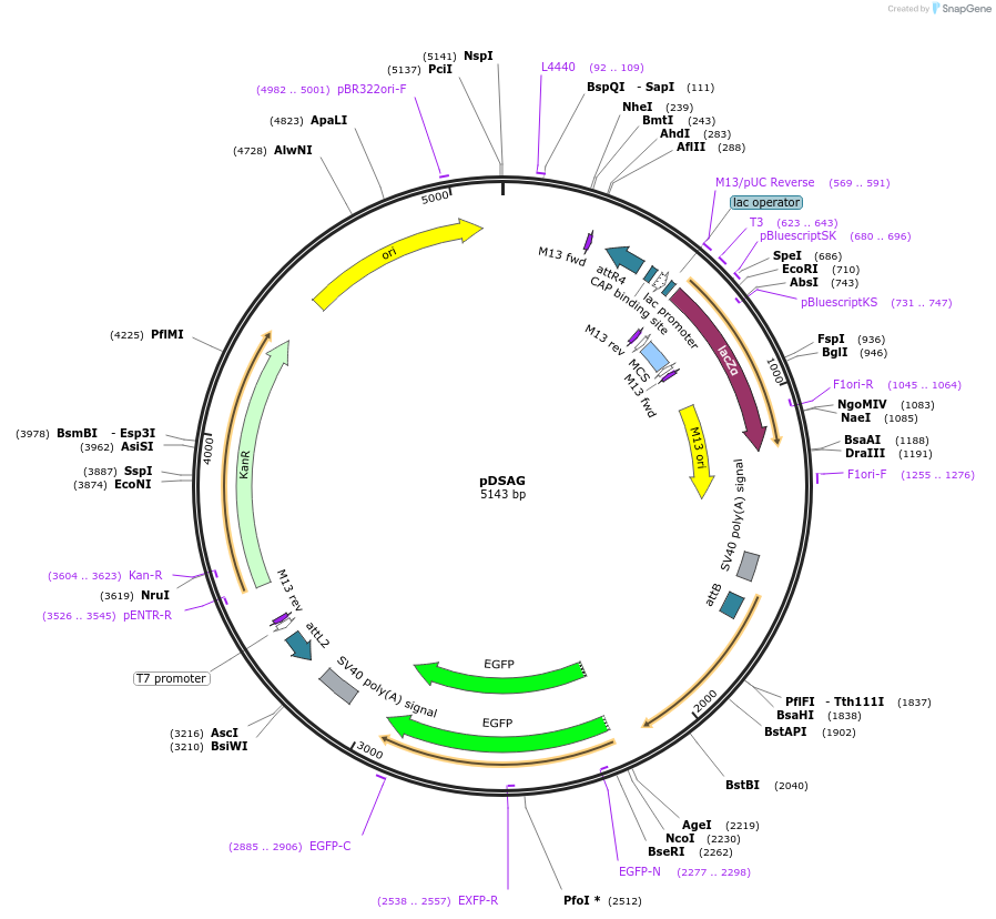 62289-plasmid-map-sequence-id-112603