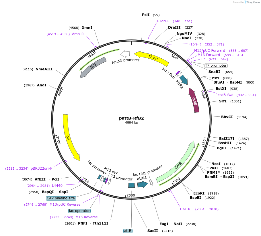 62296-plasmid-map-sequence-id-112606