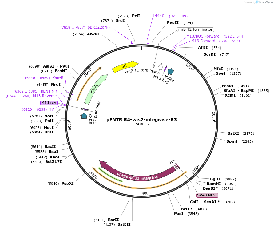 62299-plasmid-map-sequence-id-112607