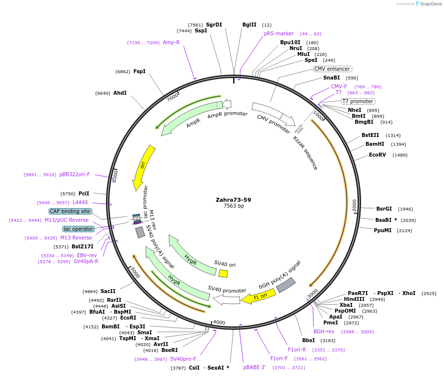 23957-plasmid-map-sequence-id-11261