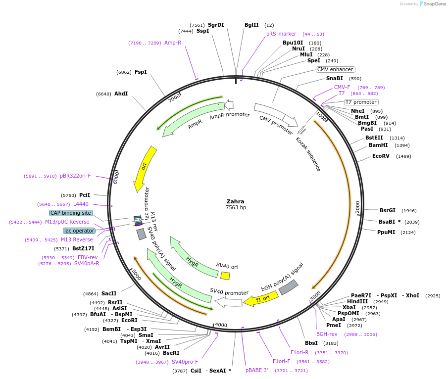 11262_map
