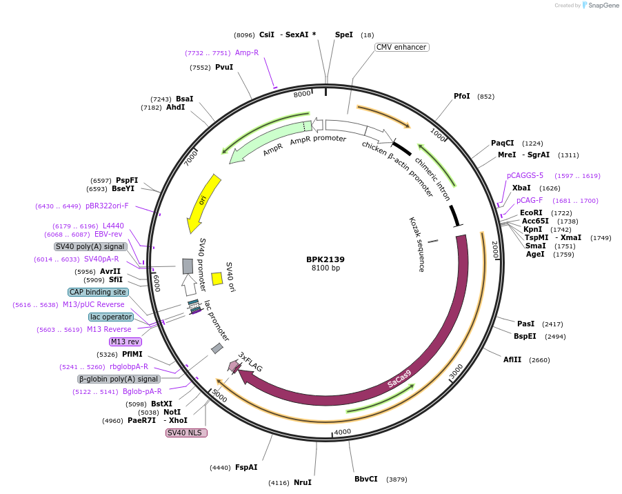 65776-plasmid-map-sequence-id-112651
