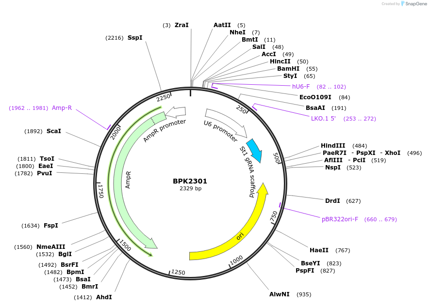 65778-plasmid-map-sequence-id-112652