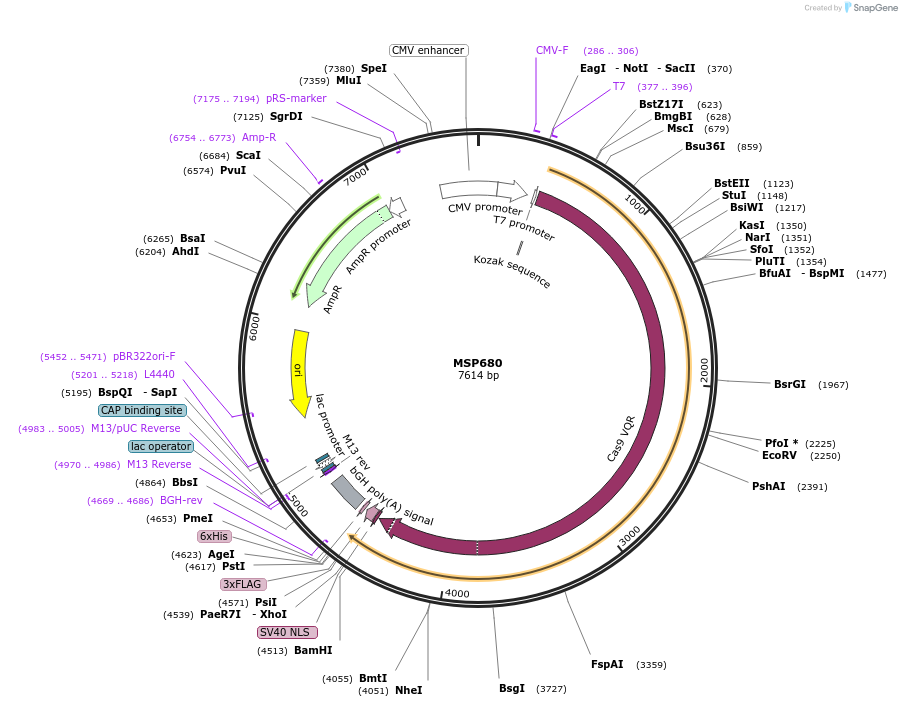 65772-plasmid-map-sequence-id-112654