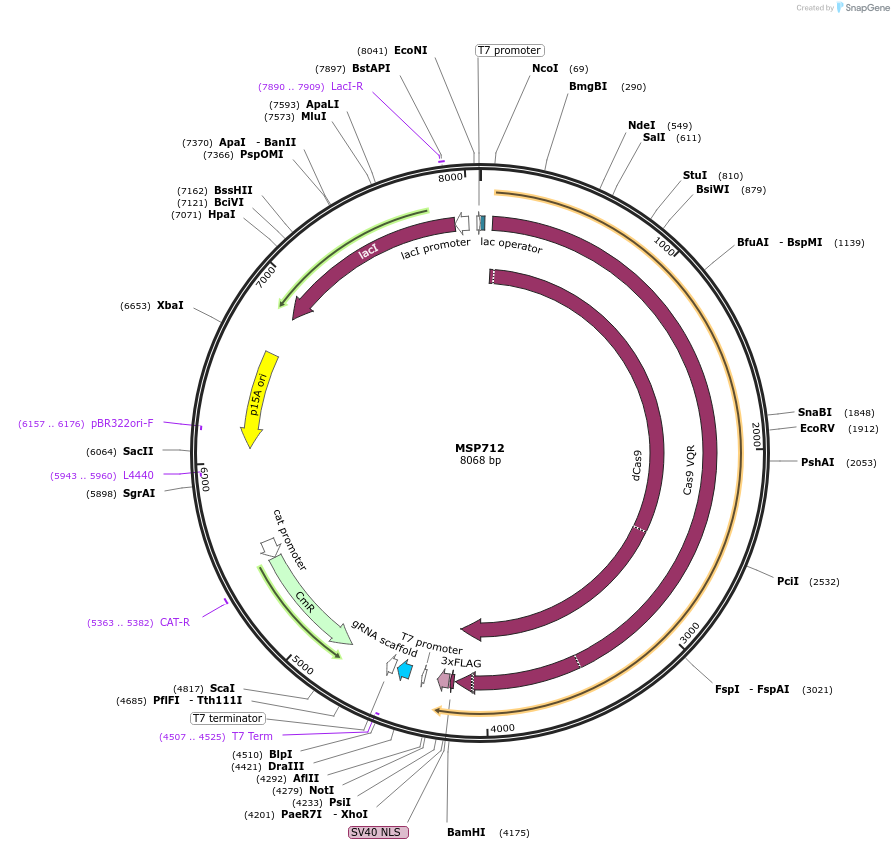 65768-plasmid-map-sequence-id-112655