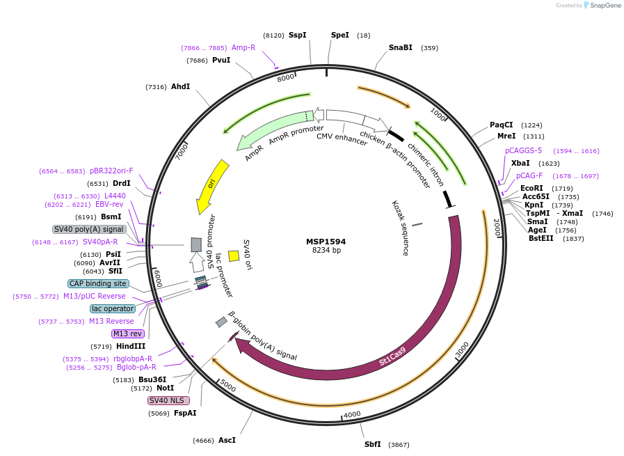 65775-plasmid-map-sequence-id-112658