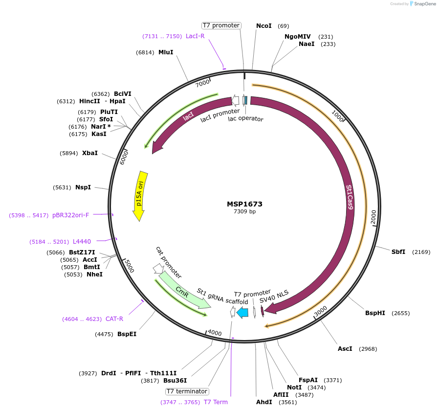 65769-plasmid-map-sequence-id-112659