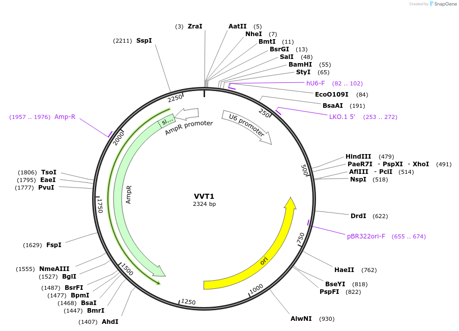 65779-plasmid-map-sequence-id-112660