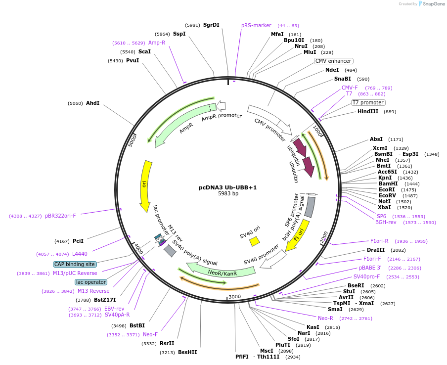 23967-plasmid-map-sequence-id-11268