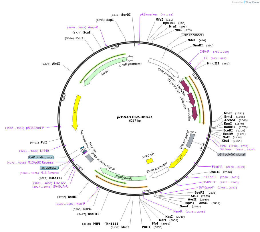 23968-plasmid-map-sequence-id-11269