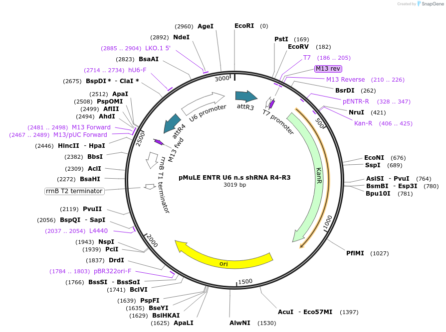 62137-plasmid-map-sequence-id-112694