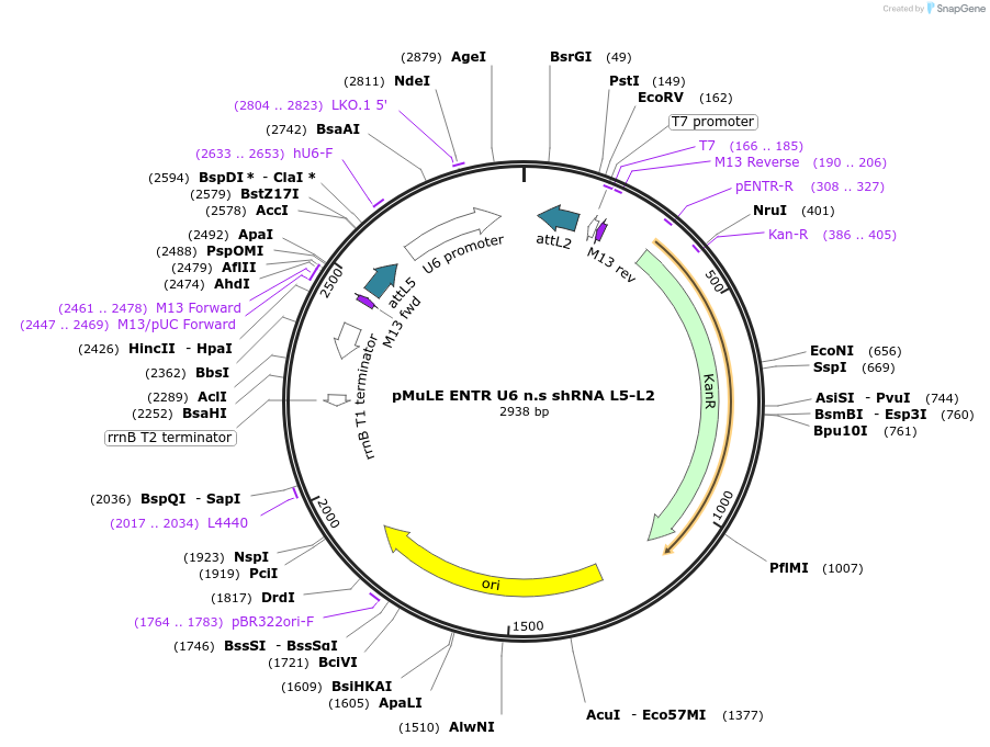 62139-plasmid-map-sequence-id-112696