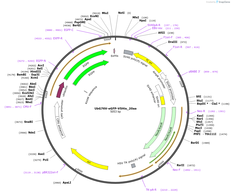 23970-plasmid-map-sequence-id-11270