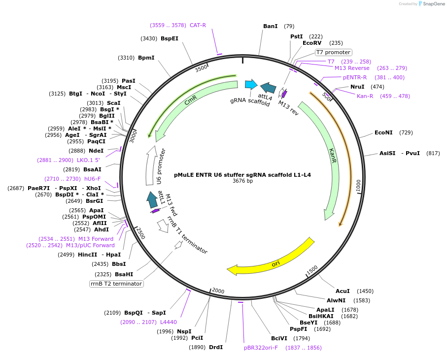 62128-plasmid-map-sequence-id-112703