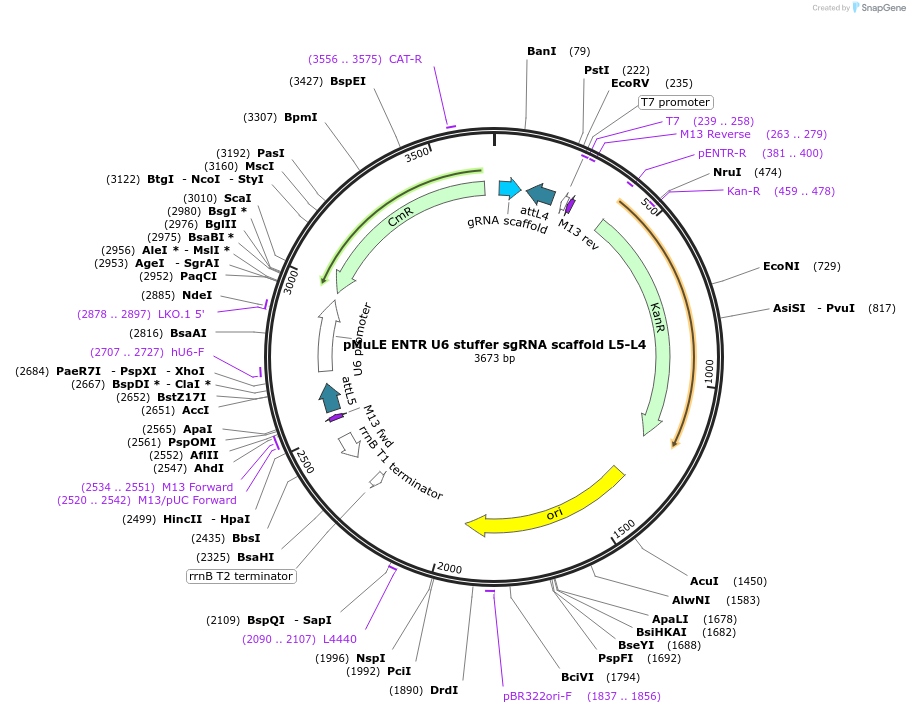 62129-plasmid-map-sequence-id-112705
