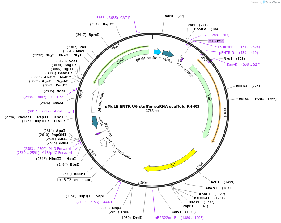 62131-plasmid-map-sequence-id-112709