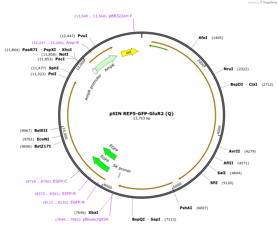 24003-plasmid-map-sequence-id-11275