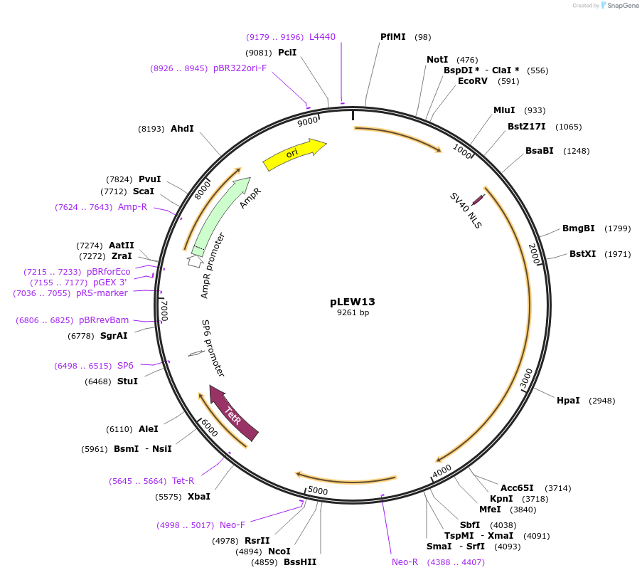 24007-plasmid-map-sequence-id-11278