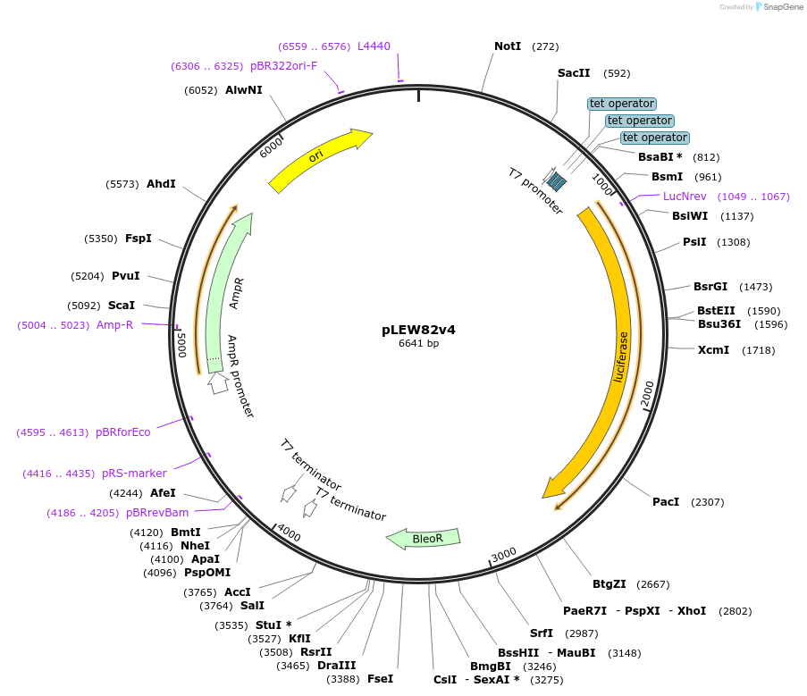 24009-plasmid-map-sequence-id-11280