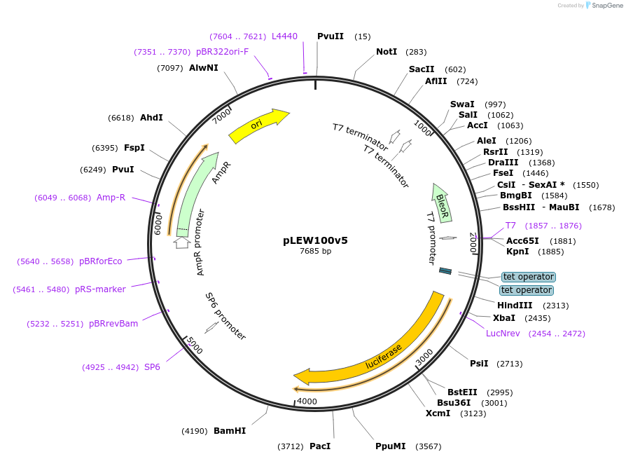24011-plasmid-map-sequence-id-11282