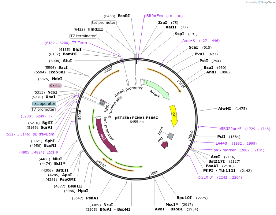 66173-plasmid-map-sequence-id-112847