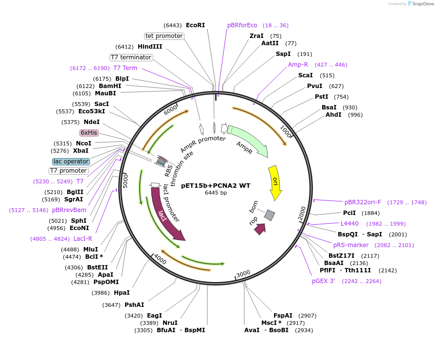 66175-plasmid-map-sequence-id-112849