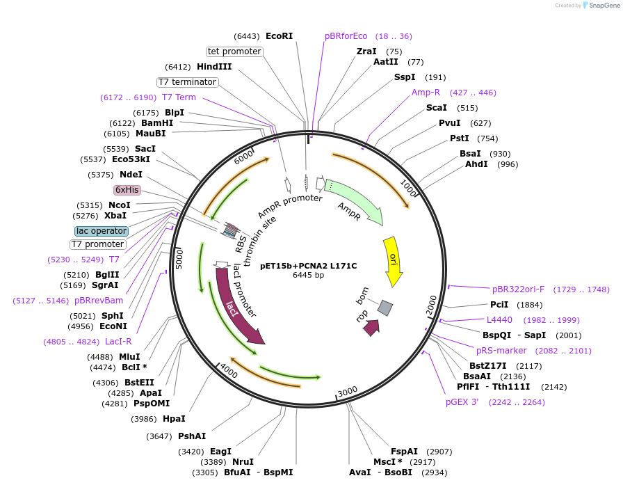 66177-plasmid-map-sequence-id-112851