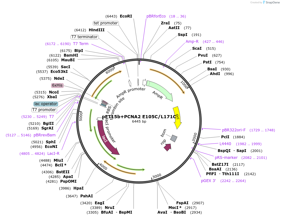 66178-plasmid-map-sequence-id-112852