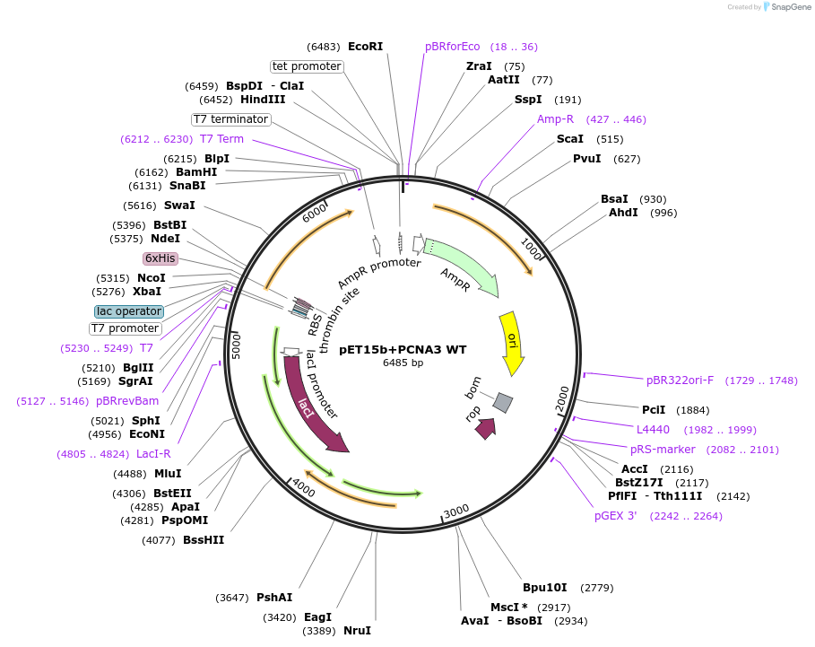 66179-plasmid-map-sequence-id-112853