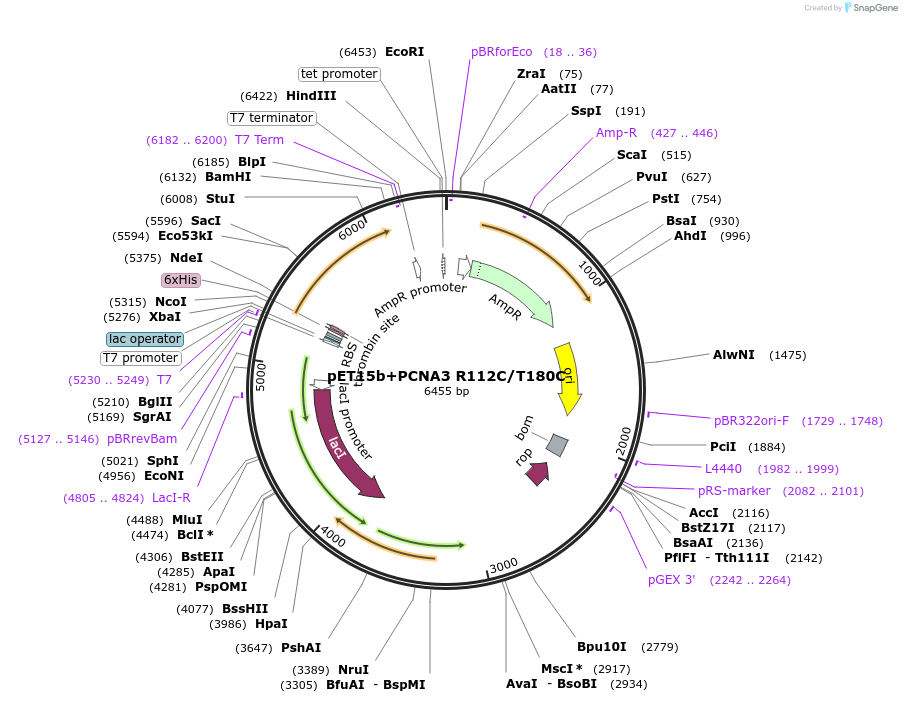 66182-plasmid-map-sequence-id-112856