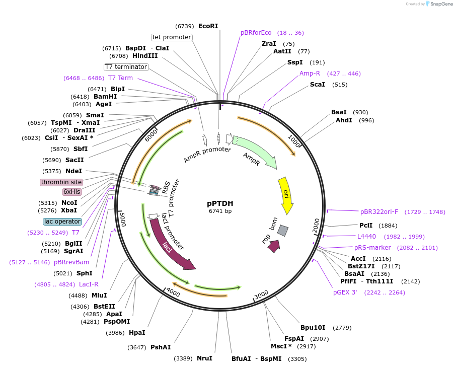 66183-plasmid-map-sequence-id-112857