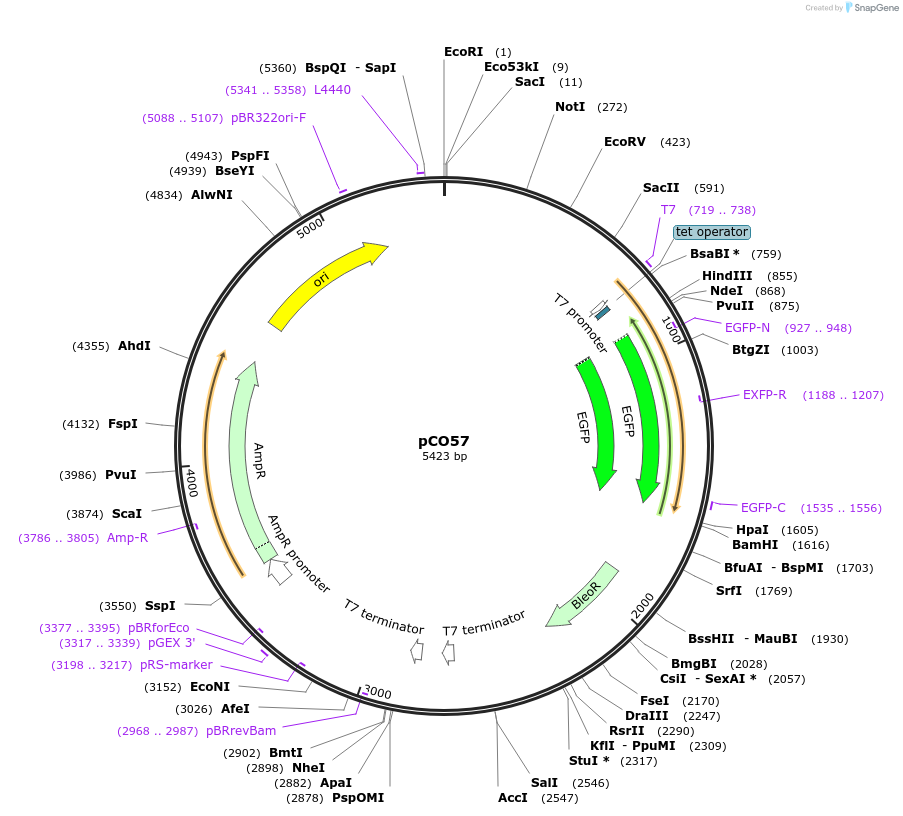 24015-plasmid-map-sequence-id-11286