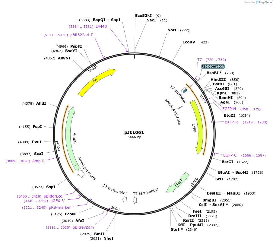24016-plasmid-map-sequence-id-11287