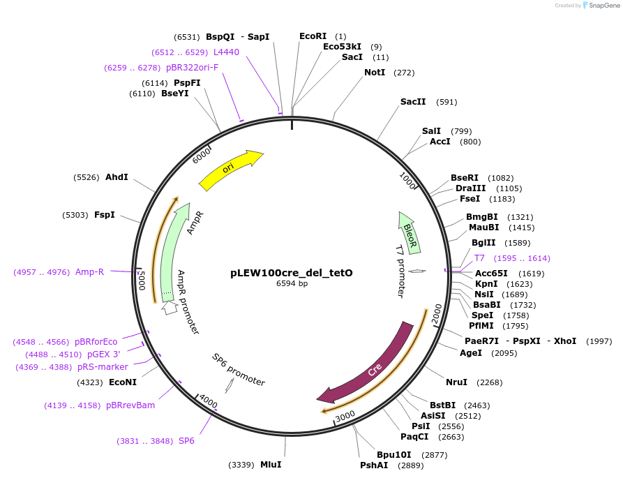 24019-plasmid-map-sequence-id-11290